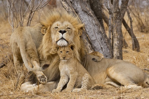 A lion and cub rest under trees in a dry, grassy setting, creating a scene of natural serenity and familial bonding in the wild.